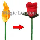 Flame to Rose Torch to Rose Fire to Rose Flame to Flower Fire Torch to Flower